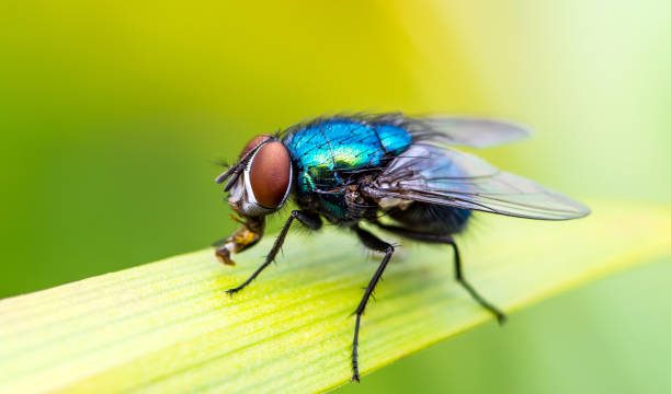 The Best Ways to Get Rid of House Flies
