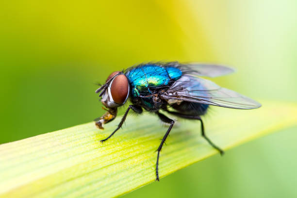 The Best Ways to Get Rid of House Flies