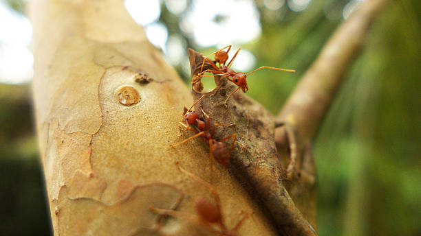 Ants Use Signals When Looking for Food