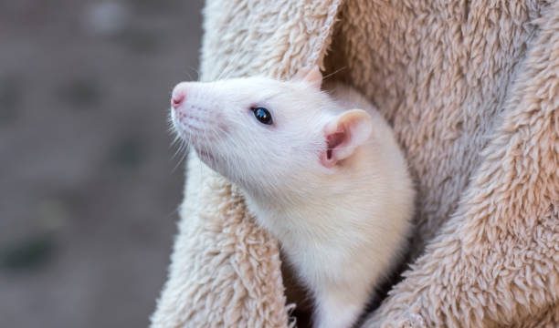 Rats Carry Diseases That are Harmful to Pets
