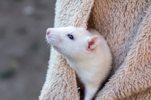 Rats Carry Diseases That are Harmful to Pets